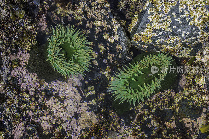 Anthopleura xanthogrammica，或巨大的绿色海葵，是一种潮间海葵科的一种，发现于阿拉斯加的潮汐池。锡特卡,阿拉斯加。